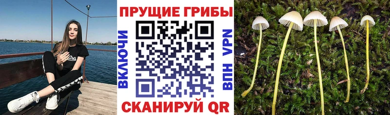 Псилоцибиновые грибы GOLDEN TEACHER  Дегтярск 